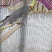 پرنده|پرنده|همدان, |دیوار