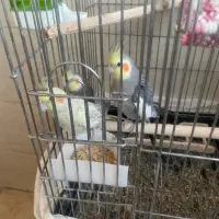 ۳ عدد عروس ۲ میلیون