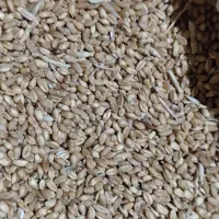 کاه دیم و گندم آبی