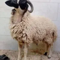 تضمین دام گوسفند‌نر ذبح رایگان|حیوانات مزرعه|قم, نوقطار|دیوار