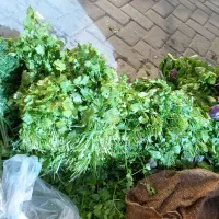 سبزی بسته بندی کوکویی کوفته ای پلویی خوردن|خوردنی و آشامیدنی|گرگان, |دیوار