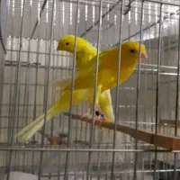 قناری رسمی بلند نر ماده|پرنده|تهران, جنتآباد جنوبی|دیوار