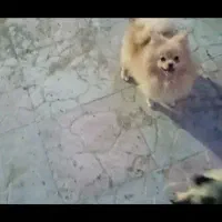 پانی پامر پامرانین