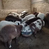 بره نر