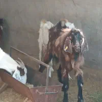 تکشاد نژادی|حیوانات مزرعه|تیمور آباد, |دیوار