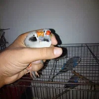 فنچ معاوضه با مرغ عشق