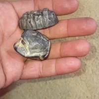 نگین انگشتر و|جواهرات|کرمانشاه, |دیوار