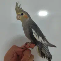 عروس هلندی|پرنده|سبزوار, باهنر|دیوار