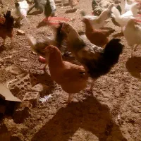 مرغ و خروس محلی