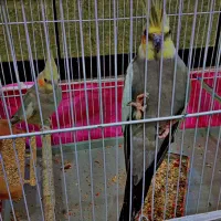 جفت عروس هلندی|پرنده|زهک, |دیوار