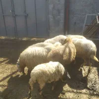 10گوسفند حامله 2بزقالع نر وماد