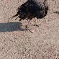 بوقلمون نروماده