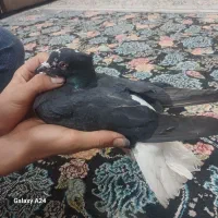 جفت زاغ دم سفید کلایی|پرنده|جیرفت, |دیوار