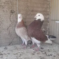 کبوتر خوب