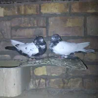 فروشی|حراج|اردکان, |دیوار