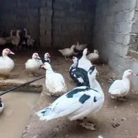 قوغاز چینی و غاز و اردک اسراییلی|حیوانات مزرعه|آزادشهر, |دیوار