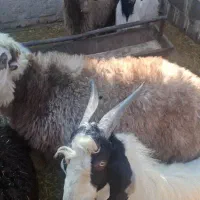 بره و کهره