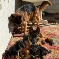 سگ ژرمن|سگ|اراک, |دیوار