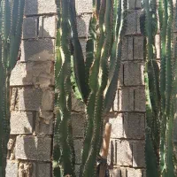 کاکتوس|گل و گیاه طبیعی|برازجان, |دیوار