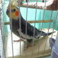 یک جفت عروس هلندی مولد و سخنگو با چهارتا تخم و...