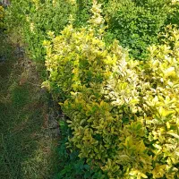 شمشاد طلایی - بوته مادر|خدمات باغبانی و درختکاری|کلاچای, |دیوار