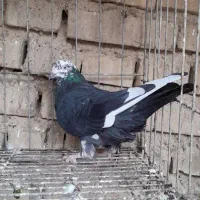 کبوتر لوت|پرنده|کارون, |دیوار