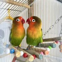 کوتوله برزیلی