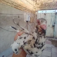 کفتر سار به ضمانت