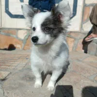 سگ پامر اشپیتز|سگ|کرمانشاه, |دیوار