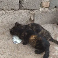 گربه
