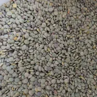 عدس تازه