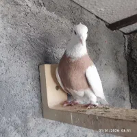 کبوتر طوقی و زاغ آبادانی