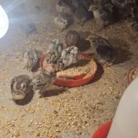 جوجه مرغ براکل|پرنده|یزد, |دیوار