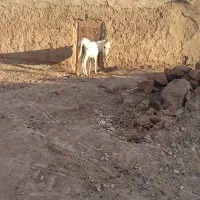 الاغ وخر گله ای|حیوانات مزرعه|تربت جام, جامرود|دیوار