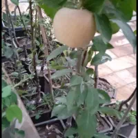 نهال و گل