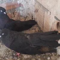 کبوتر قره