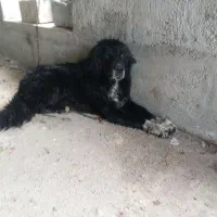 معاوضه قدرجونی ۶دنگ گلی