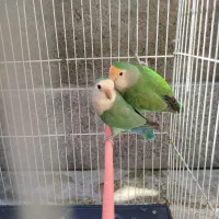 کوتوله همراه با قفس