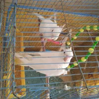 یک جفت عروس هلندی آلبینو|پرنده|کهنوج, |دیوار