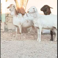 میش سه عدد  برش ابستن یک میش صومال بابره نر