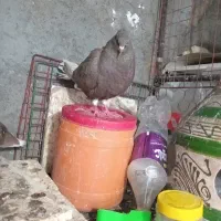 یکجفت دم سفیدهمراه جوجه ها