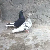 هفت رنگ دم سفید نرماده