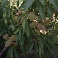 سمپاشی هرس کود دهی حرس نیسان کوددهی کود بانیسان|خدمات باغبانی و درختکاری|شهرکرد, |دیوار