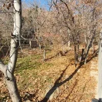 زمین ۱۱۰۰ متری در هلجرد