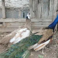 یک  جفت طاووس ابلغ مولد