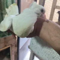 پرنده|پرنده|رشت, ساغری سازان|دیوار