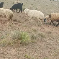 بره و بزغاله فروشی