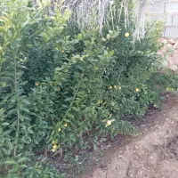درخت مرکبات وسیاه درخت