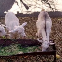 سانن|حیوانات مزرعه|سده (خراسان جنوبی), |دیوار