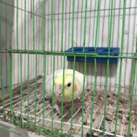 عروس هلندی نر